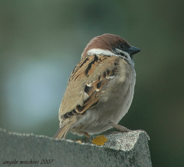 Passera mattugia Passer montanus sul camino